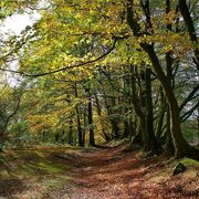 vinodmenonp13@gmail.com