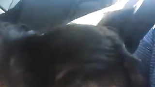 Black-Haired Oral