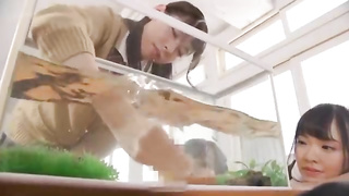 Asian chicks are being fierce with the fish in the tank, because it senses so fine
