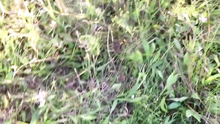 Unexperienced female is providing a deep, sensuous oral job to a stranger, in the middle of the day