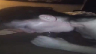 Sex-Positive, Caucasian dark-haired is inhaling a phat, black jizz-shotgun in the middle of the night