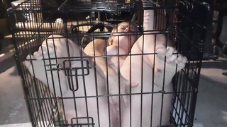 My fuck-a-thon victim plays with herself while locked inwards box