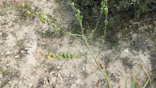 Brilliant Stunner Voluptuous Jerk Slit near the River