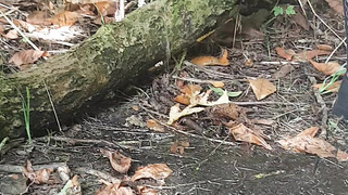 Urinating in public 14