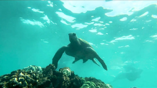 FIRST-EVER TIME IN HAWAII - LUNA'S EXCURSION (VIGNETTE 25)