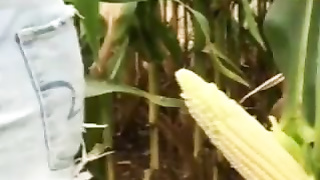 Corn in garden