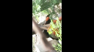 Desi Indian Outdoor sex for more video join our telegram channel @PBNTIME mmm