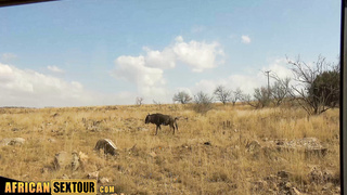 Safari with an African girl I just met