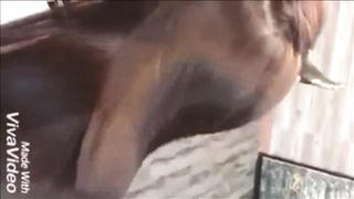 Velvety Hefty Hair Have Fun by Guy