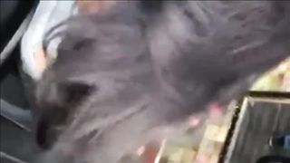 Velvety Hefty Hair Have Fun by Guy