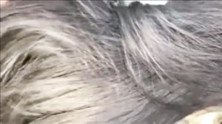 Velvety Hefty Hair Have Fun by Guy