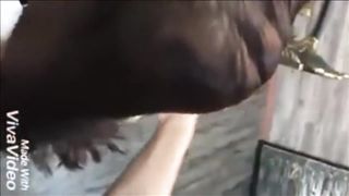 Velvety Hefty Hair Have Fun by Guy