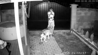 Ipcam caught dad boink stepdaughters acquaintance while rest is away!