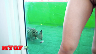 MY GIRLFRIEND - Wild Honey Lola Leda Wants To Get Romped Rock hard And Rail Sean Lawless Like A Safari Rail