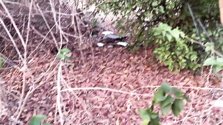 Desi fuked total gonzo vid