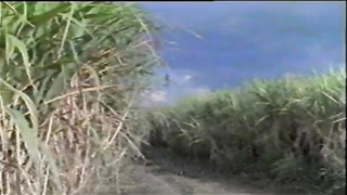 African fellow is smashing a promiscuous, blondie tourist who came to his village to have some joy