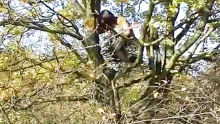 Caught brief and urinating in a tree