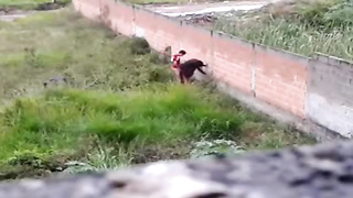 Crazy duo was caught on gauze while drilling in a public place, during the day