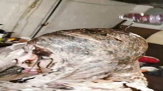 Giant hoe got enormously thrilled while her colleague was adorning her with lots of cake